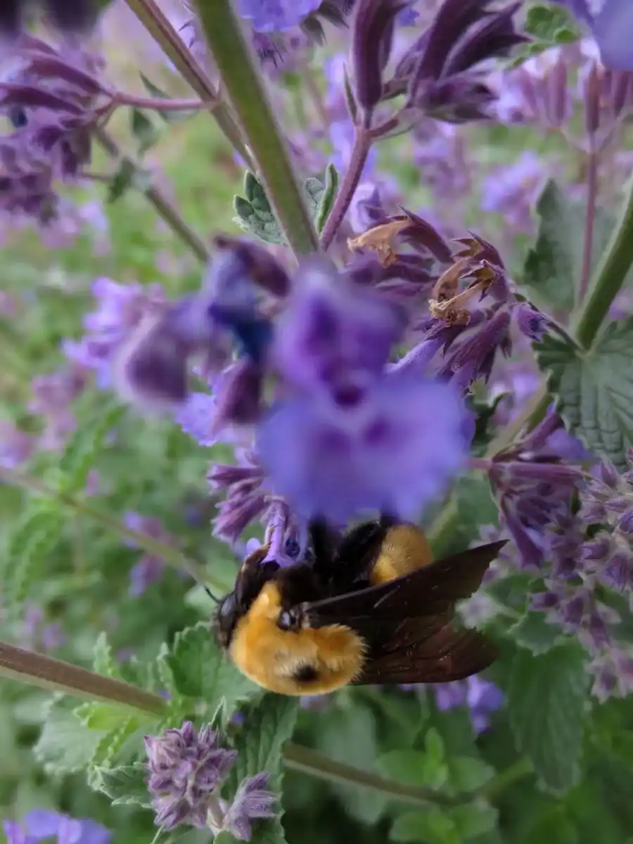 Bee by Susan Fluegel